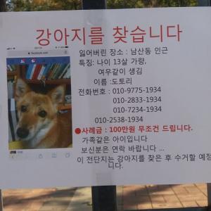 서울 남산동 2가에서 잃어버렸습니다.도와주세요...