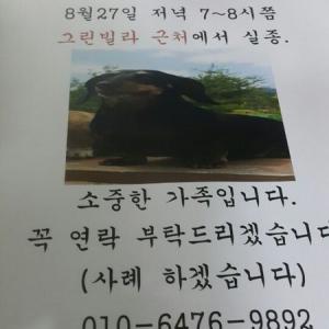 햇님이를 찾습니다