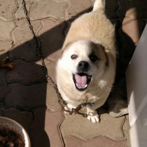 수컷 믹스 4살 찾습니다.