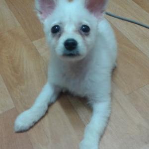 은솜이를 찾습니다..( 청주)