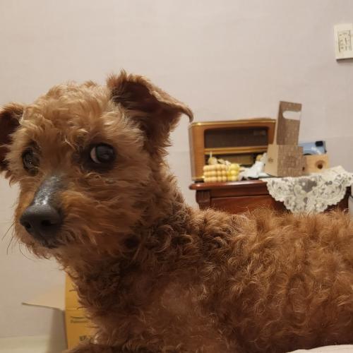 갈색푸들 입양자를 찾습니다!