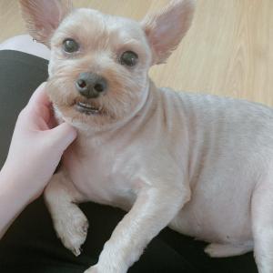 요크셔테리어 강아지 찾아요