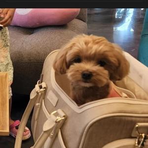 강아지를 찾습니다