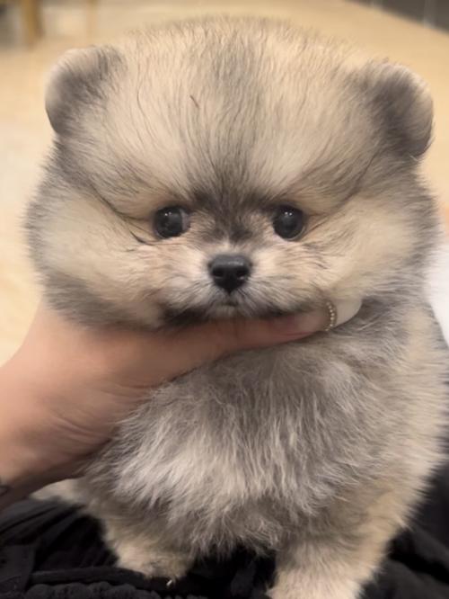 포메 아가의 좋은 보호자 분을 찾고 있습니다