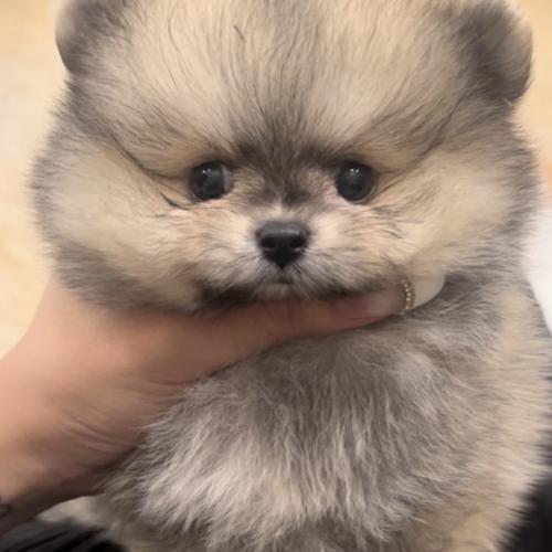 포메 아가의 좋은 보호자 분을 찾고 있습니다