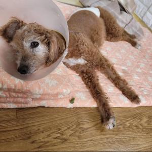 강아지 찾습니다