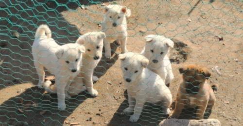 10월10일 태생 진돗개 분양합니다