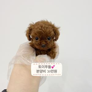 [25만원] 귀여운 푸들 꼬비
