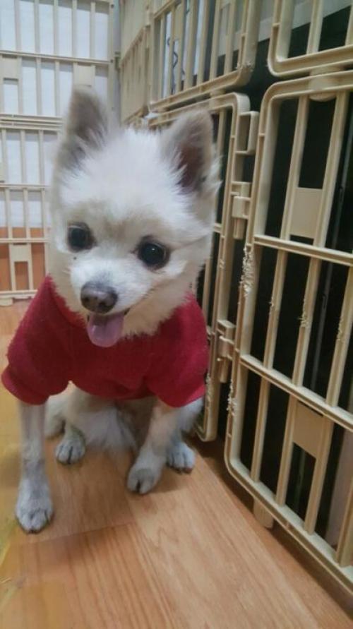 청량리 기차역에서 발견!갈색 포메리안 보호중입니다