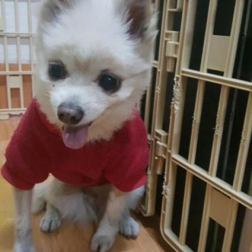 청량리 기차역에서 발견!갈색 포메리안 보호중입니다