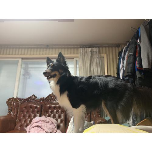 몽이를 찾아주세요