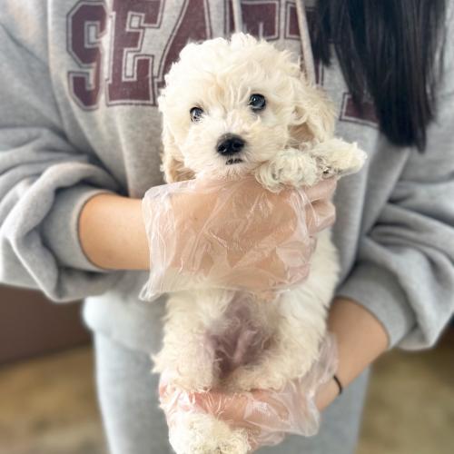 3개월 푸들 입양 보냅니다.