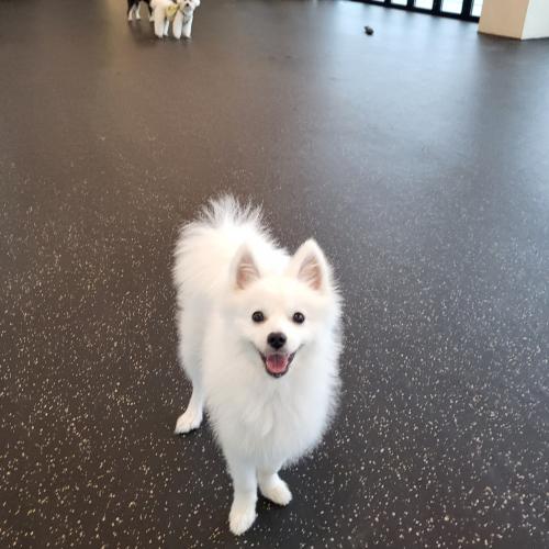 폼피츠를 잃어버렸습니다 연락주세요