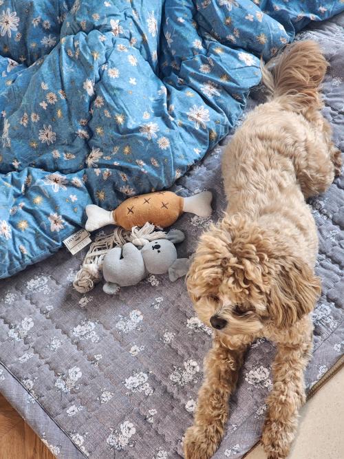 아끼는 강아지 말티푸 분양 보냅니다