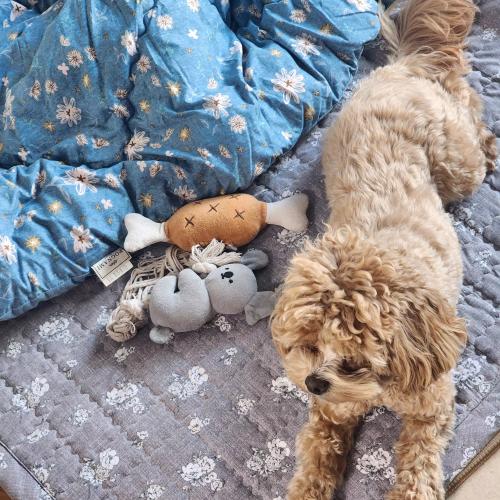 아끼는 강아지 말티푸 분양 보냅니다