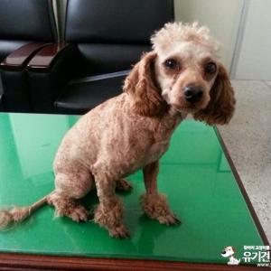 초롱이를 찾아주세요ㅠ