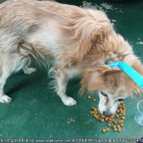 동작구 사당1동에서 유기견 발견했습니다