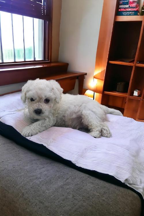 아기비숑 사랑으로 키워주실분 구합니다