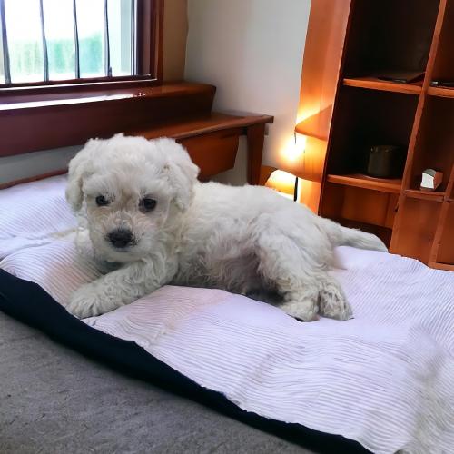 아기비숑 사랑으로 키워주실분 구합니다