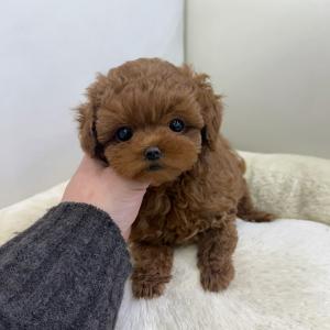 3개월령 푸들 아가 책임비 5만원에 가족을 찾고 있어요