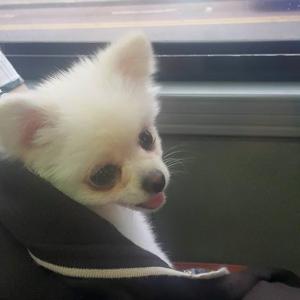 강아지를 찾습니다.