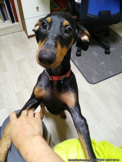 성남시 수정구 태평동 / 도베르만 암컷, 목줄+방울 착용
