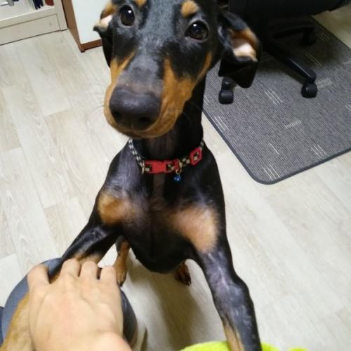 성남시 수정구 태평동 / 도베르만 암컷, 목줄+방울 착용