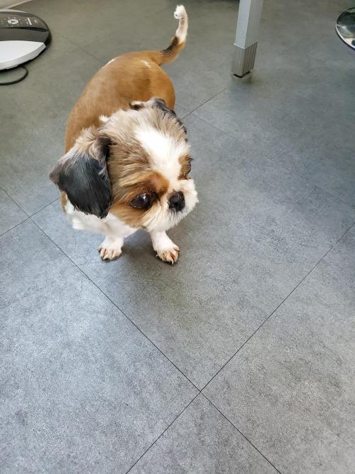 용인중학교 인근에서 강아지 보호하고있어요