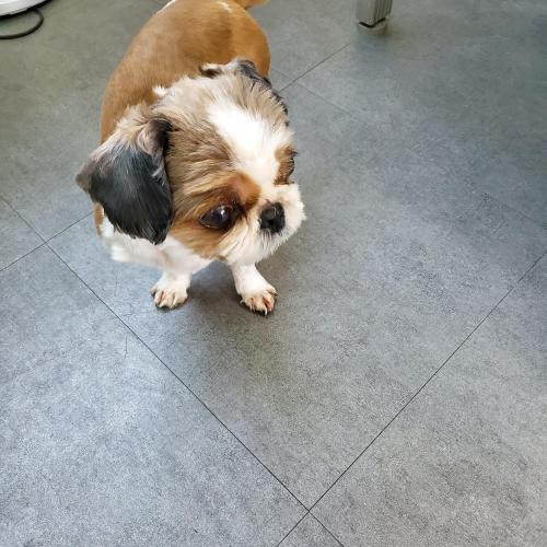 용인중학교 인근에서 강아지 보호하고있어요