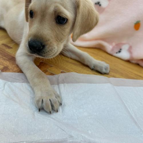 파양당한 2개월 리트리버