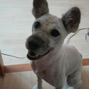 강아지 찾았습니다!!!