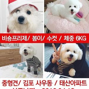 김포 사우동 비숑 봄이 찾습니다