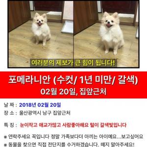 강아지를 찾습니다 히규야 보고싶다