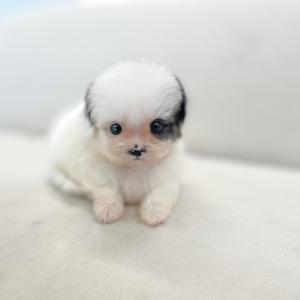 [ 10만원 ] 파티말티푸