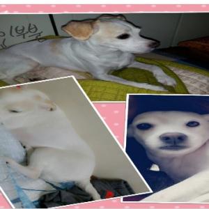 바둑이를 찾습니다ㅜㅜ