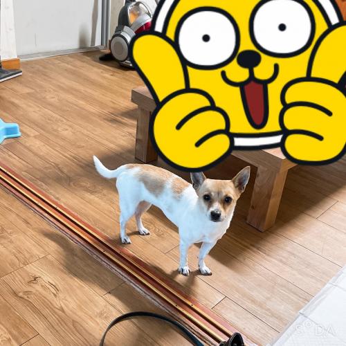 2살 된 암컷 믹스견 무료분양합니다