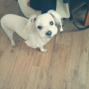 춘천흰색말티즈를찾습니다