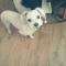 춘천흰색말티즈를찾습니다