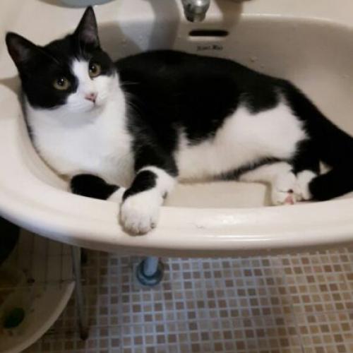 고양이를 잃어버렸습니다.