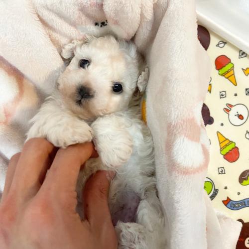 3개월 비숑 왕자님 입양보냅니다.