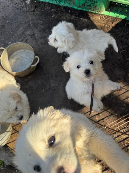 시골강아지 분양합니다~~