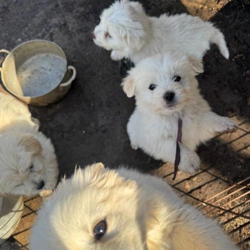 시골강아지 분양합니다~~