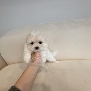 귀여운 꼬숑(꼬똥+비숑) 왕자님 분양합니다