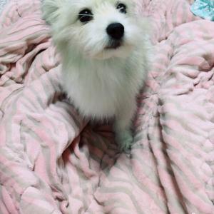 서울시 구로구 도미노피자에서 잃어버렷습니다