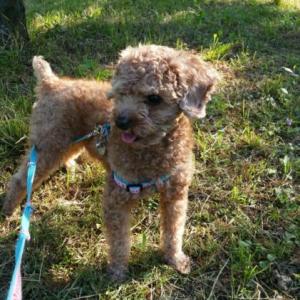 토이푸들 남아 찾아요