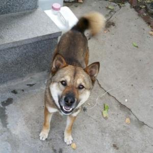 둘리와 까미를 찾습니다.