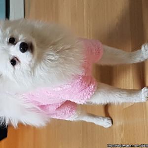 광주광역시 7개월된 숫컷 폼피츠 찾아요