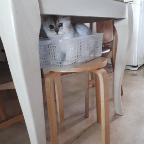 귀여운냥이 분양합니다