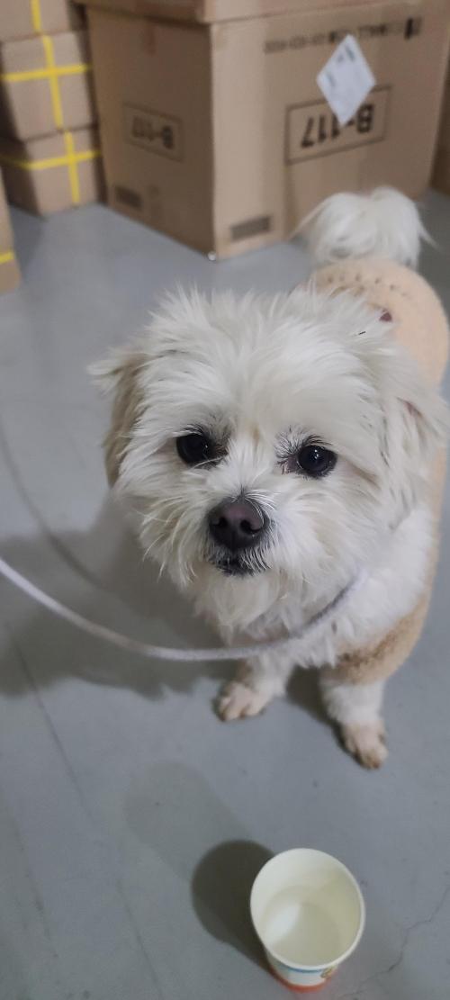 남양주 와부읍에서 흰색강아지 보호중 입니다