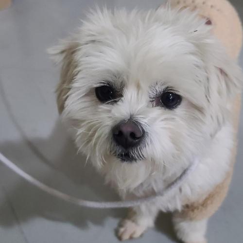 남양주 와부읍에서 흰색강아지 보호중 입니다